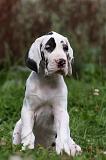 DOGUE ALLEMAND 233